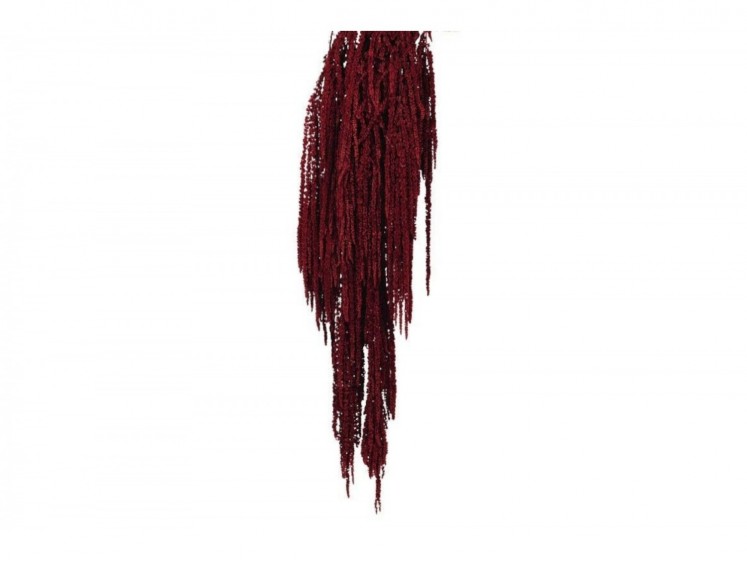 Stabilized "Amaranthus"