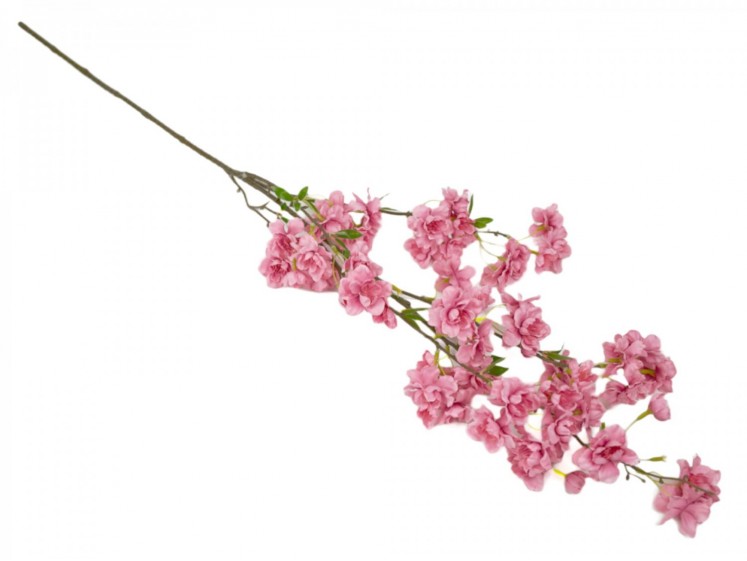 Cherry blossom branch