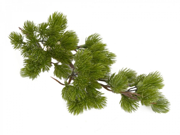 Cedar Branch