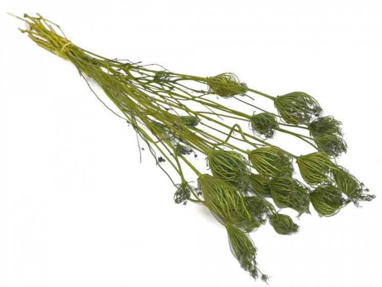 Dried Fennel Flower