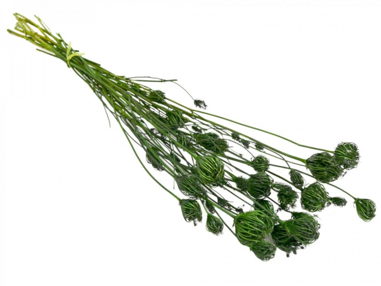 Dried Fennel Flower