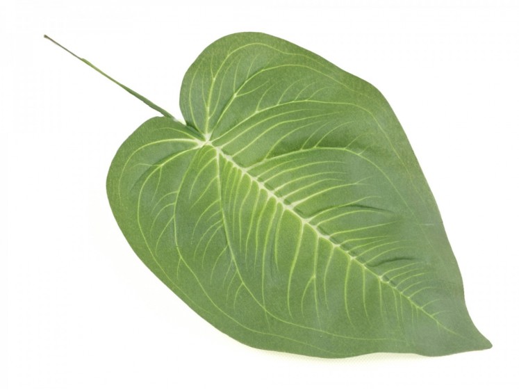 Leaf