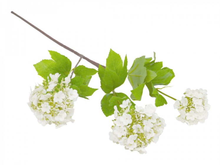 Viburnum