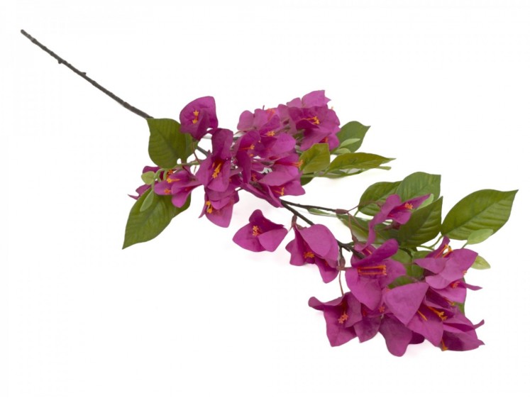 Bougainvillea