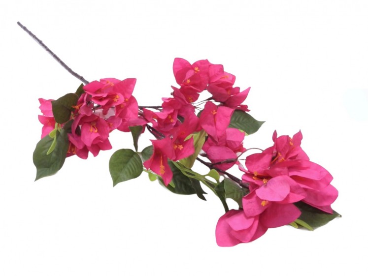 Bougainvillia