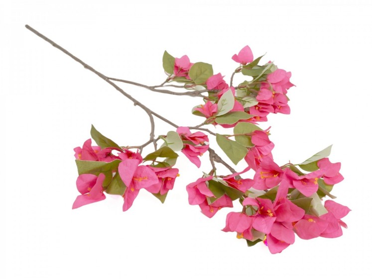 Bougainvillia