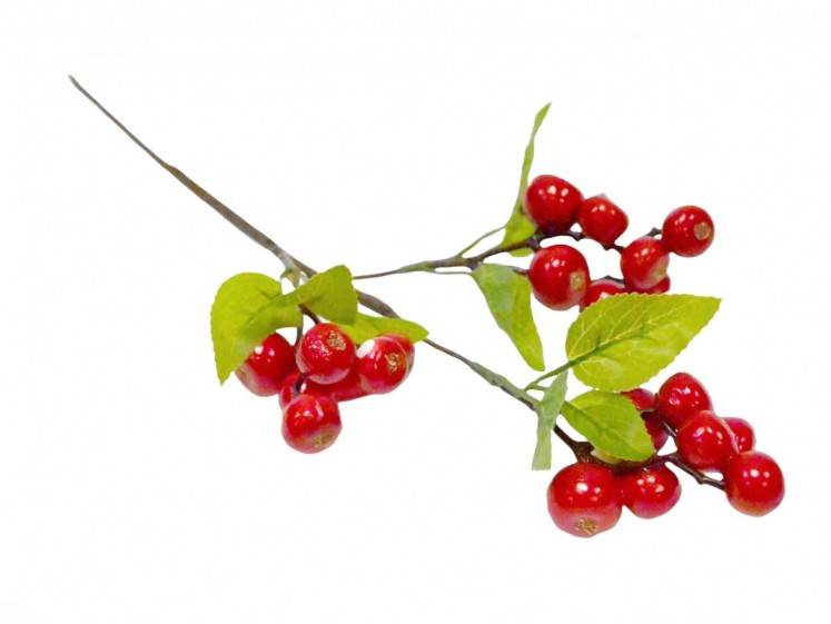 Berry Branch