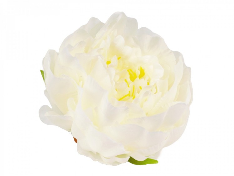 Peony Head Cream