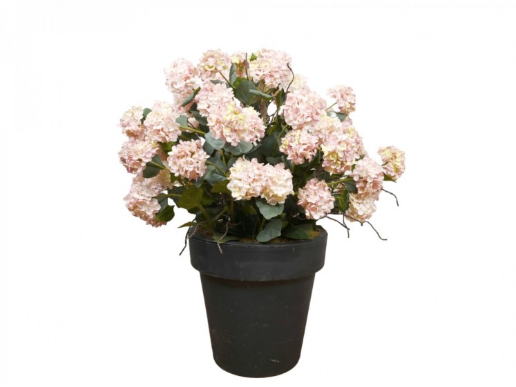 Hydrangea Bush In a Pot