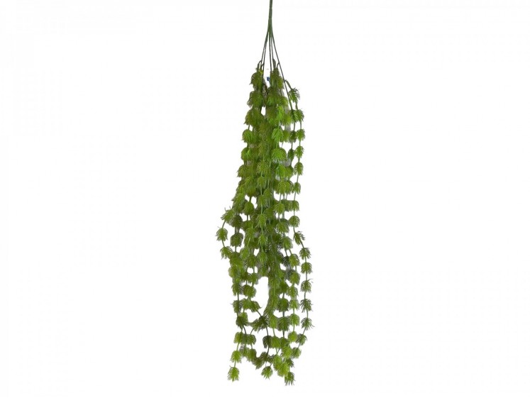 Hanging greenery