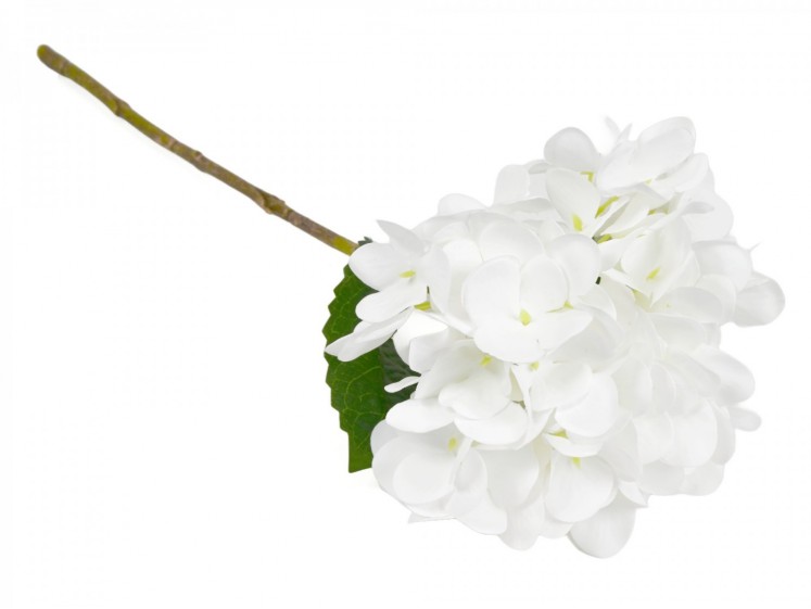 Hydrangea