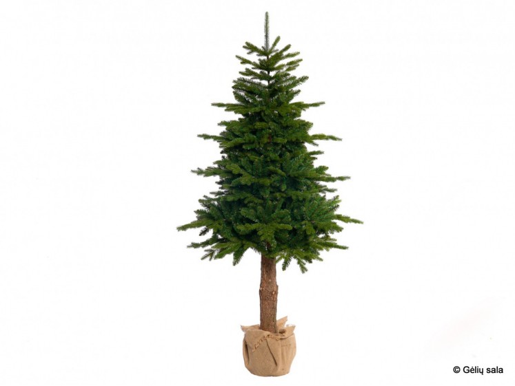 Christmas Tree Aliaska 155cm