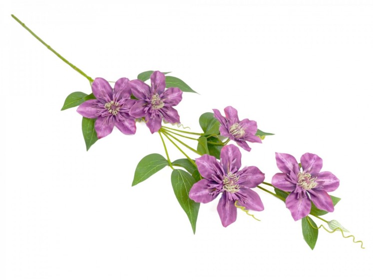 Clematis