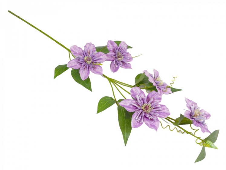 Clematis