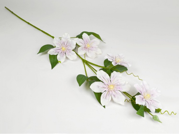 Clematis