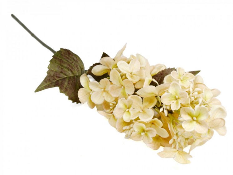 Cone Shape Hydrangea