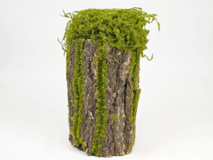 Mossy stump