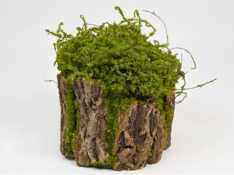 Mossy stump