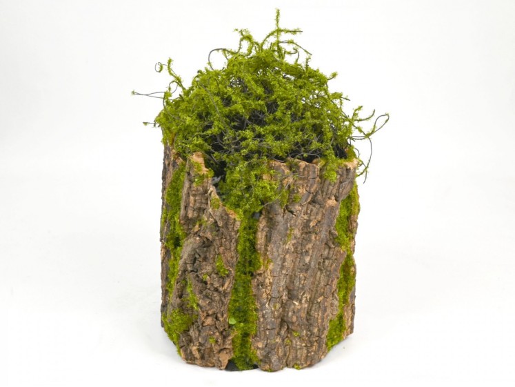 Mossy stump