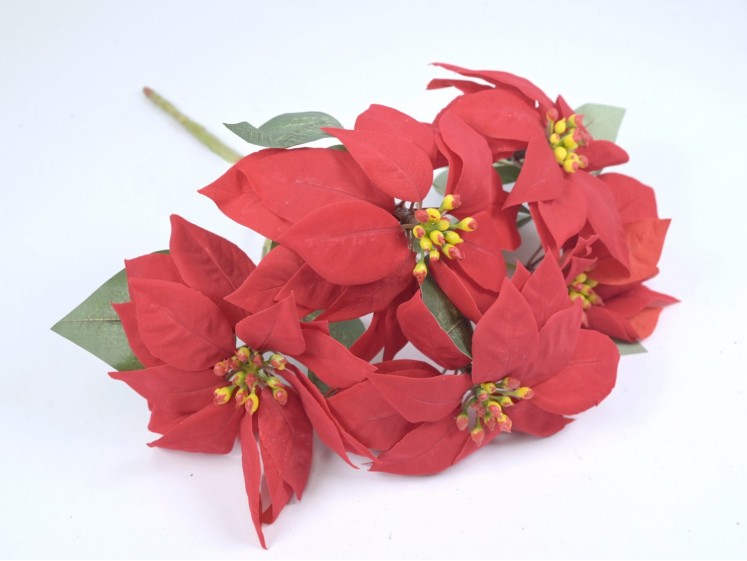 Christmas poinsettia