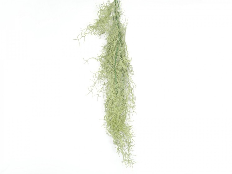 Hanging Greenery Tillandsia