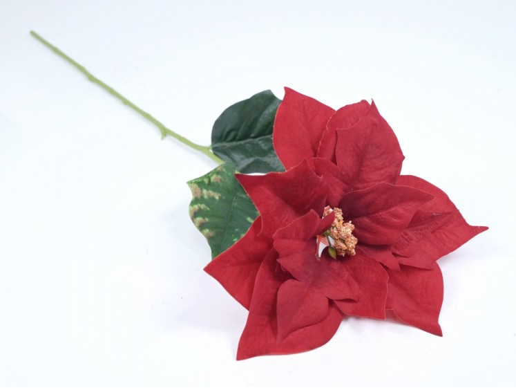 Poinsettia