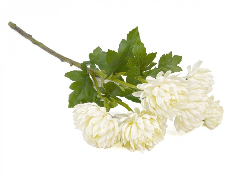 Bouquet of chrysanthemums