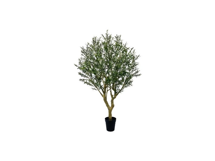 Olive tree in a pot