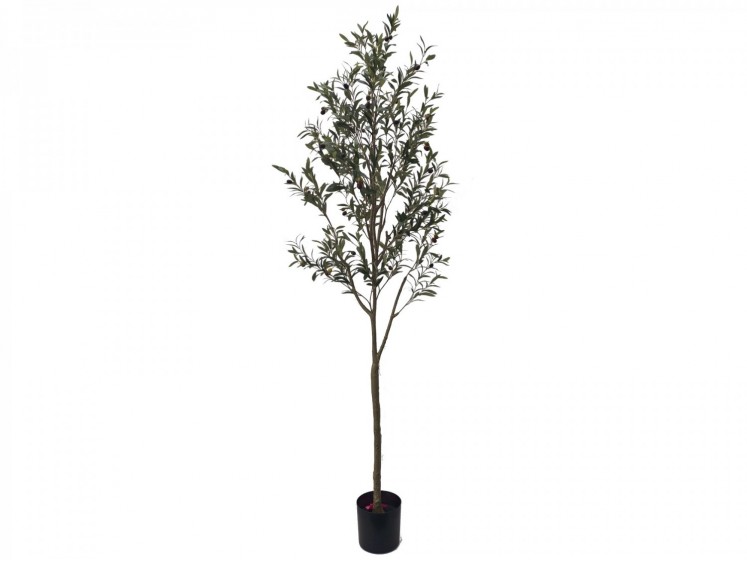 Olive tree in a pot