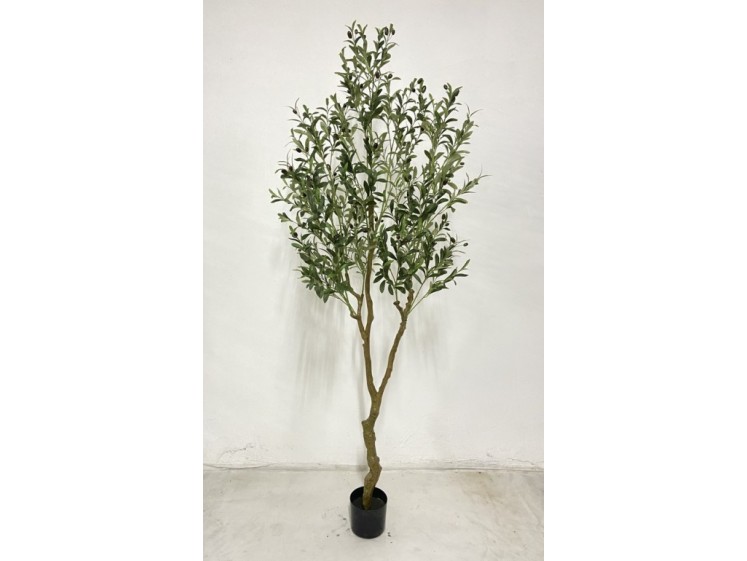 Olive tree in a pot