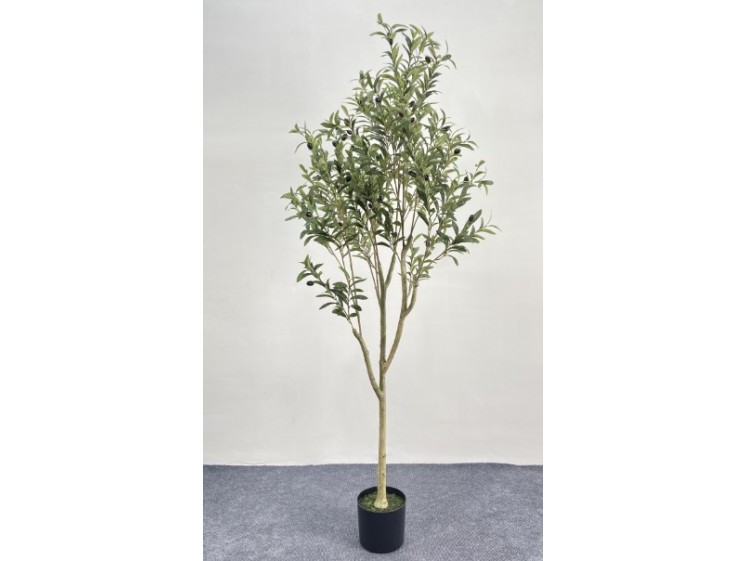 Olive tree in a pot