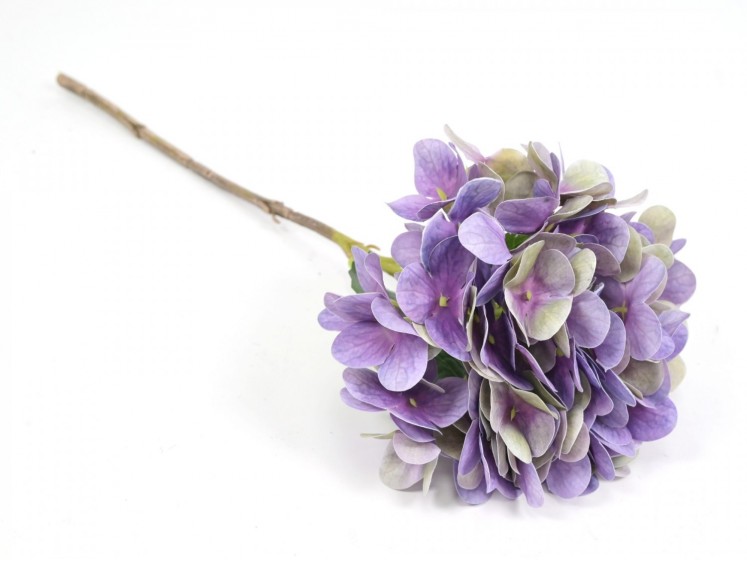 Hydrangea