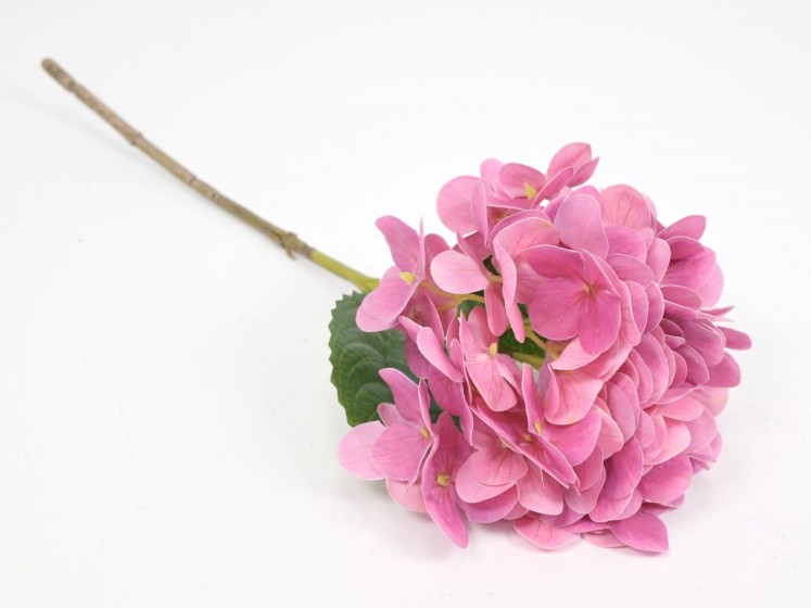 Hydrangea