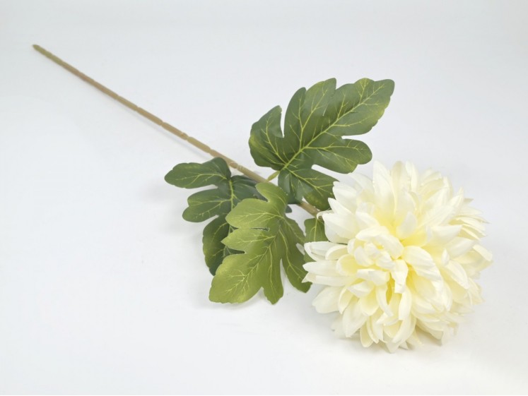 Chrysanthemum