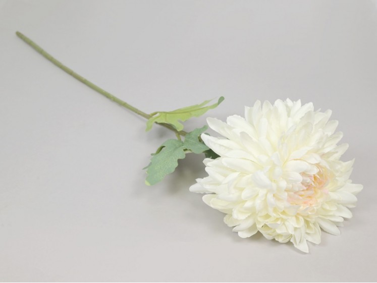 Chrysanthemum