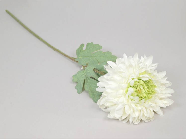 Chrysanthemum