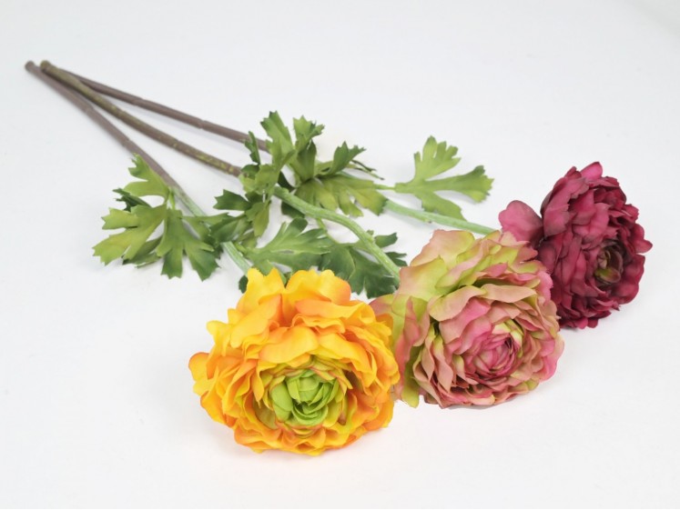 Ranunculus