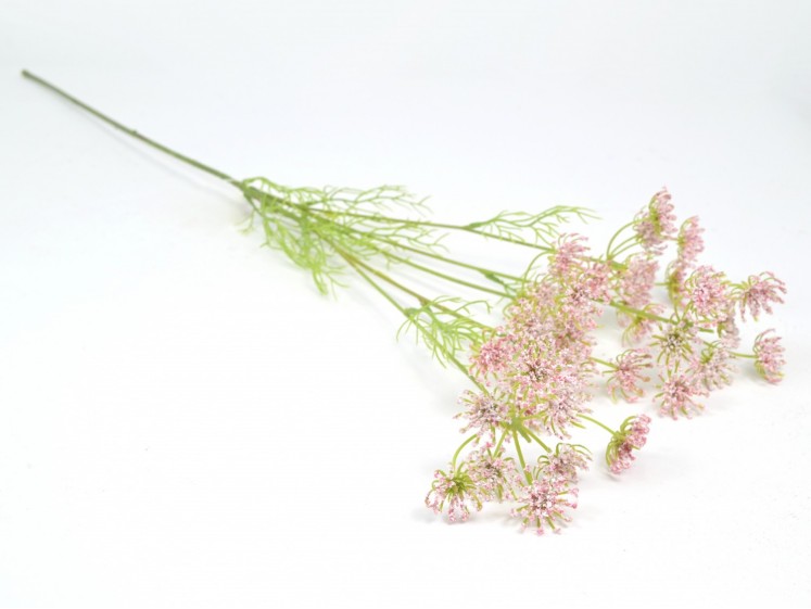 Flowering Dill