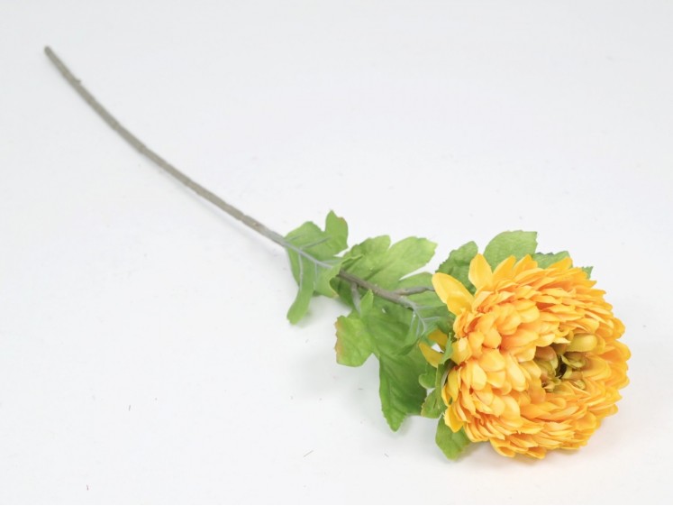 Chrysanthemum