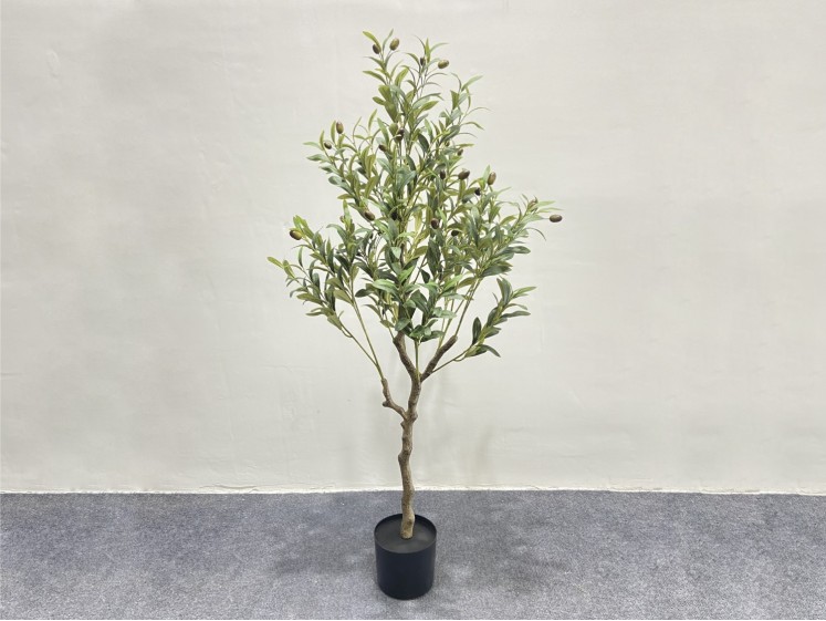 Olive tree in a pot