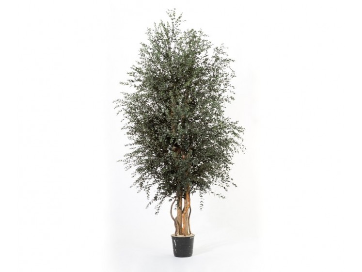 Stabilizuotas eukalipto medis Parvifolia 180cm