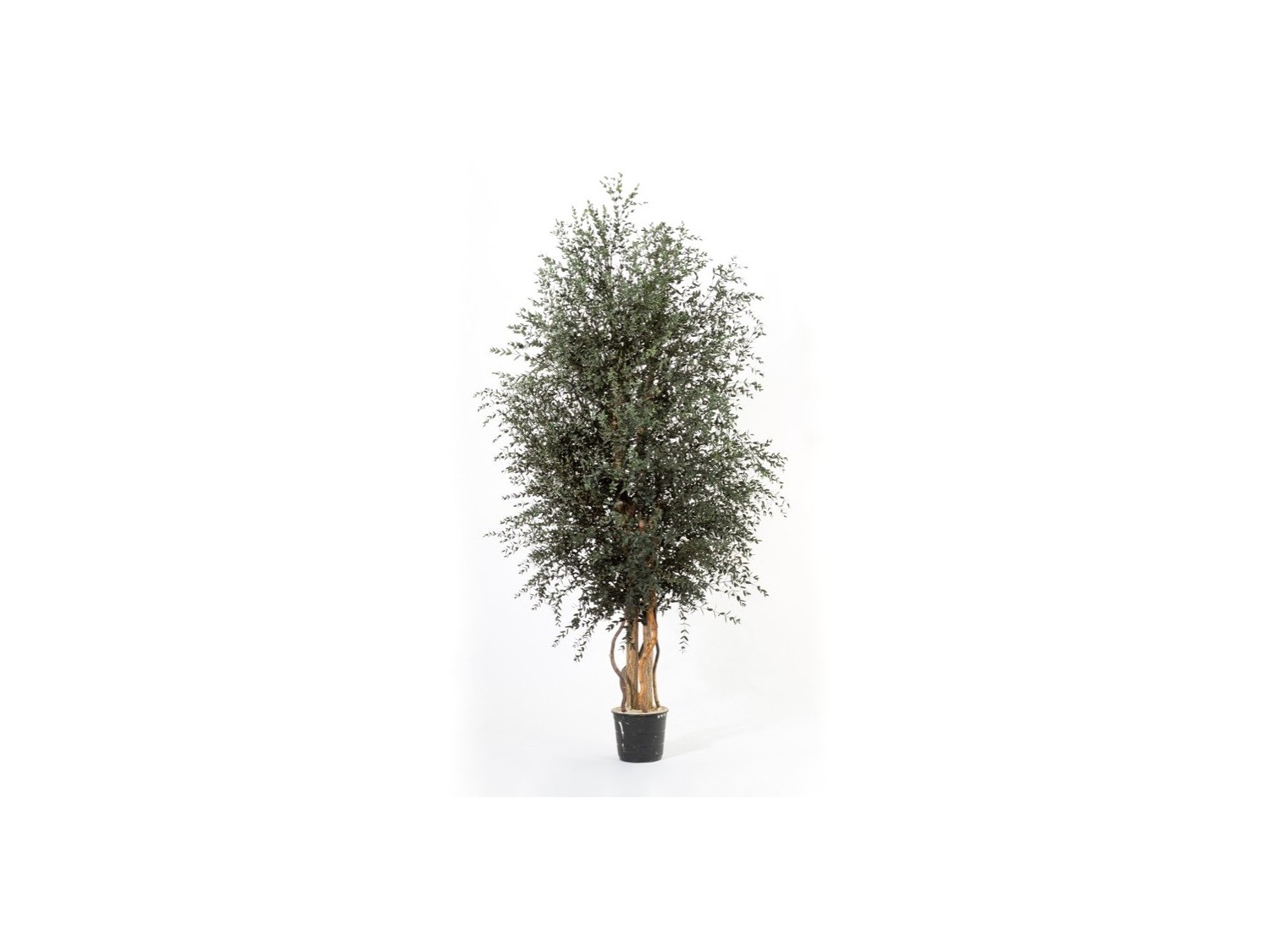 Stabilizuotas eukalipto medis Parvifolia 180cm