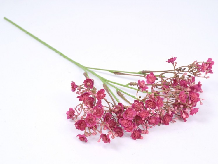 Gypsophila BTY