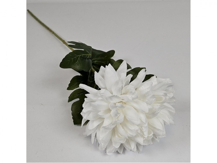 Chrysanthemum