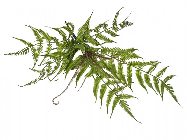 Fern Bush