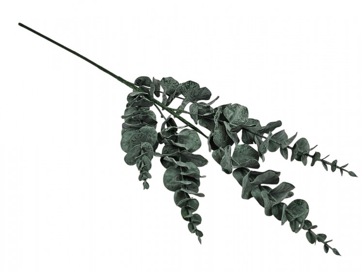 Eucalyptus Branch