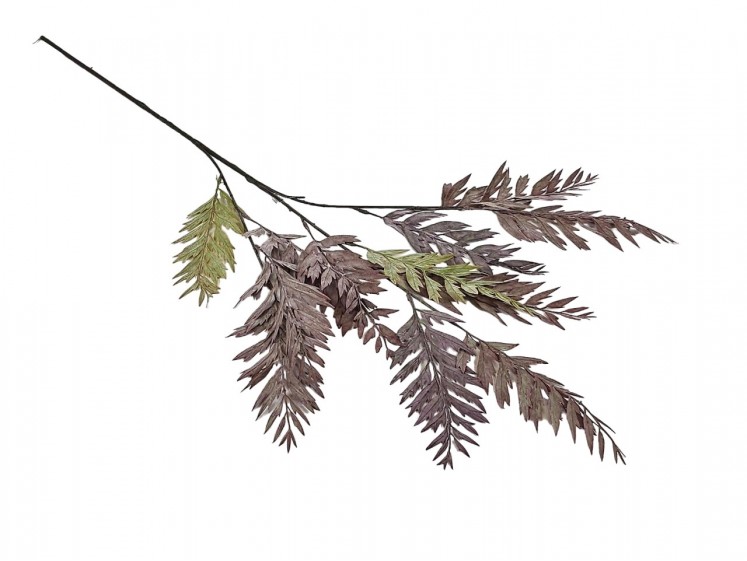 Fern branch