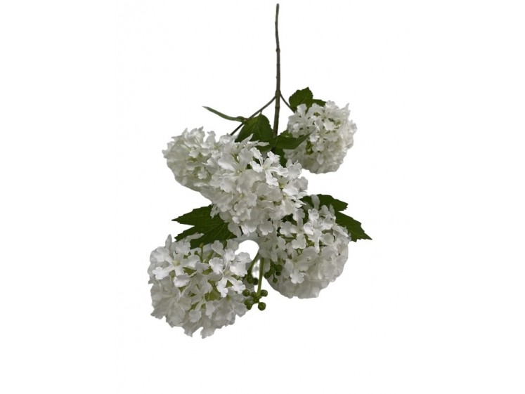 Viburnum