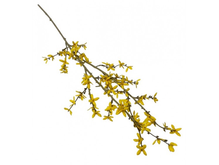 Branch of Forsythia