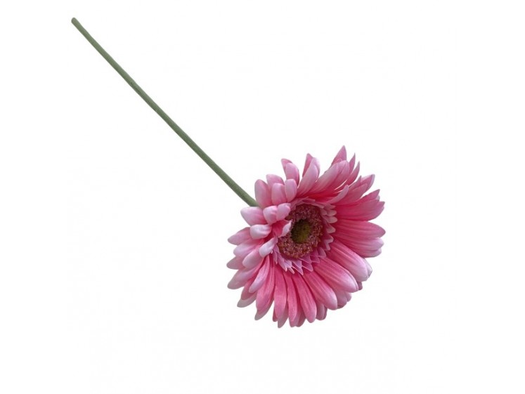 Gerbera